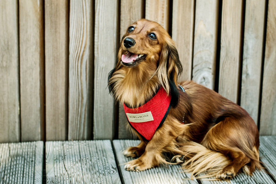 Dachshund Long Haired with Harness