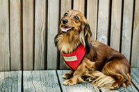 Thumbnail for Dachshund Long Haired with Harness